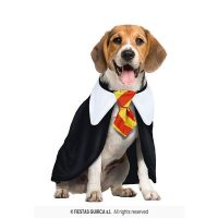 Student magiër voor hond